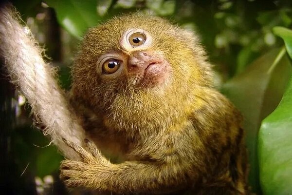 بامزه‌ترین میمون جهان که اندازه یک موز است! + عکس