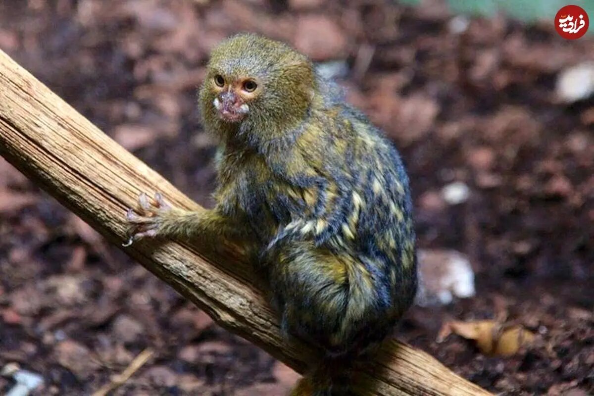 بامزه‌ترین میمون جهان که اندازه یک موز است! + عکس