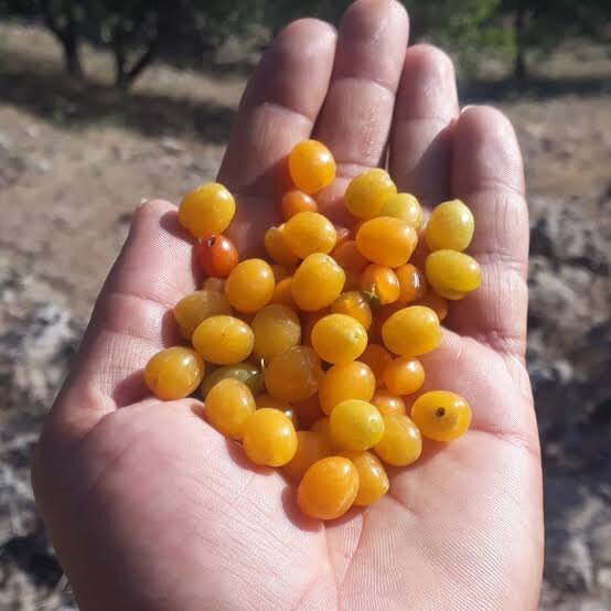 میوه جنگلی که باعث میشود کمتر قولنج کنید