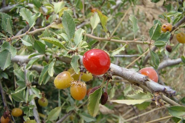 میوه جنگلی که باعث می‌شود کمتر قولنج کنید