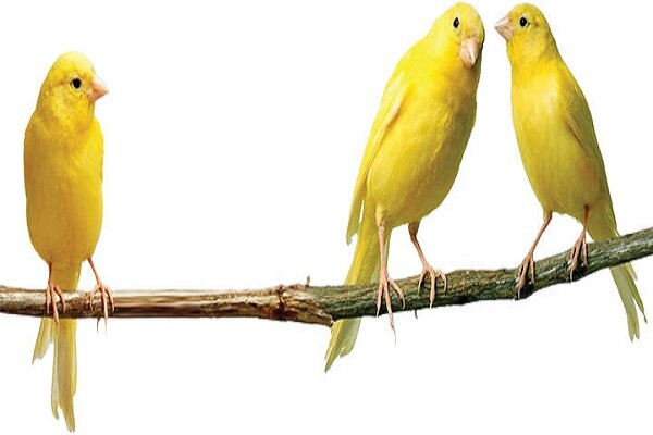 قیمت قناری بسته به رنگ و هیکل و صدای خوش تا یک‌میلیارد تومان می‌رسد