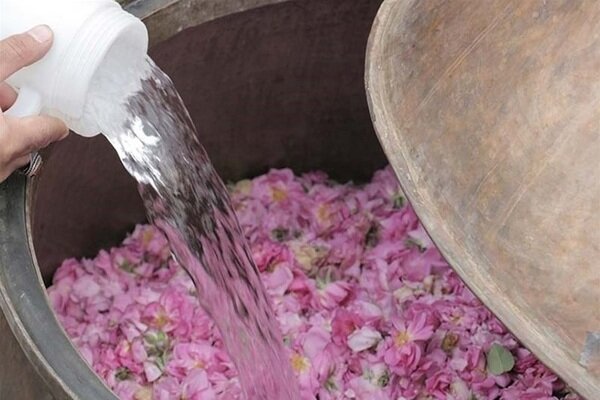 جشنواره گلاب‌گیری بانه ثبت ملی شد