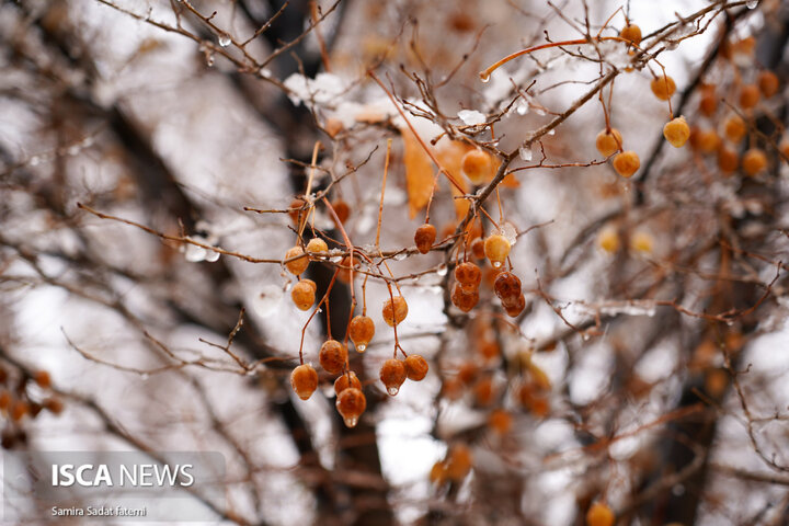 اصفهان برفی