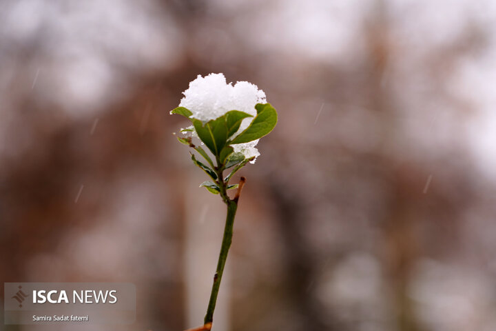 اصفهان برفی