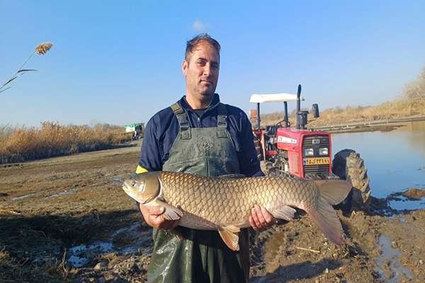 آغاز برداشت ماهیان گرمابی در پارس‌آباد