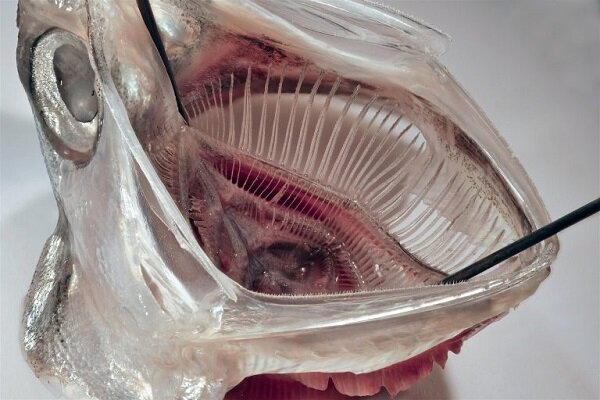 فیلتر مواد میکروپلاستیکی با الهام از دهان ماهی