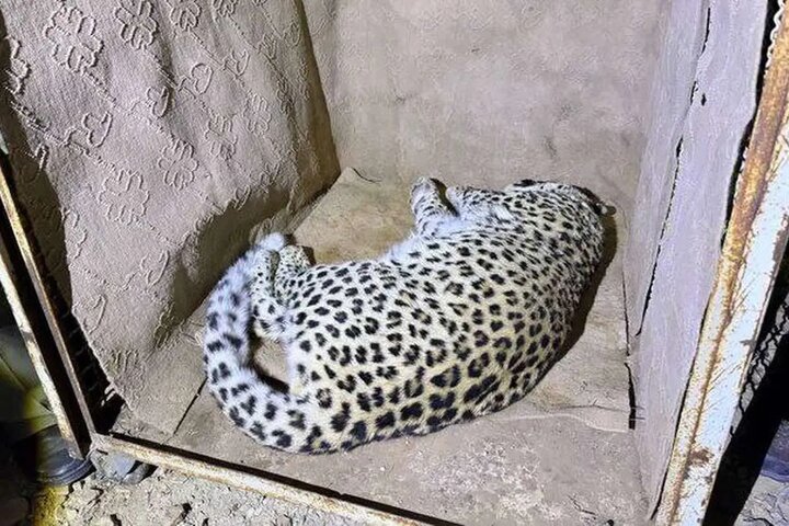 زنده‌گیری پلنگ سرگردان در شهمیرزاد