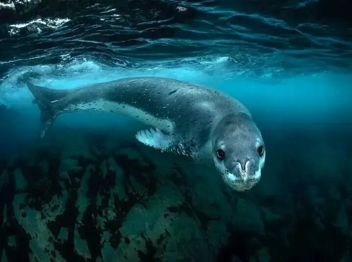 جذاب‌ترین عکس‌های قطبی سال ۲۰۲۵