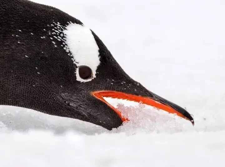 جذابترین عکسهای قطبی سال ۲۰۲۵