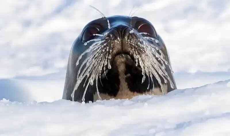 جذابترین عکسهای قطبی سال ۲۰۲۵