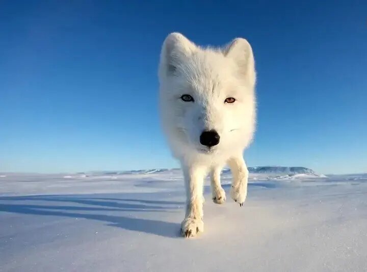 جذاب‌ترین عکس‌های قطبی سال ۲۰۲۵