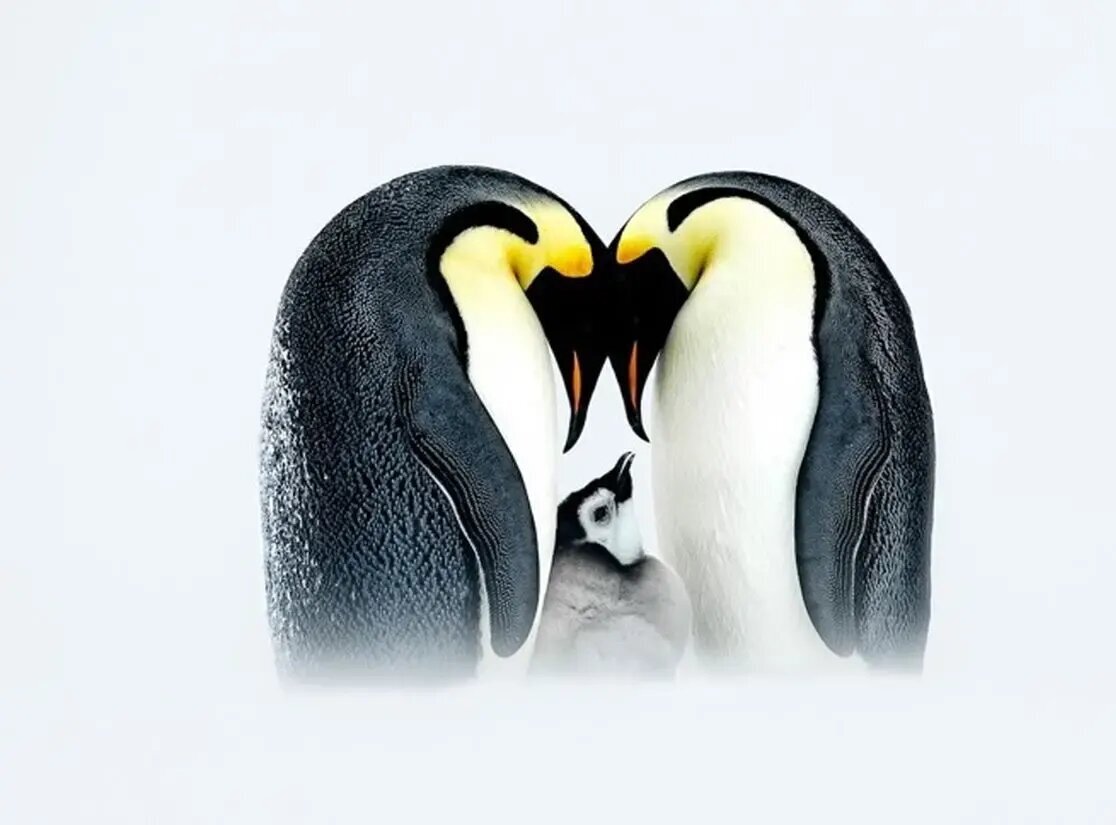 جذاب‌ترین عکس‌های قطبی سال ۲۰۲۵