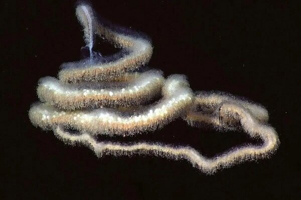 درازترین موجود کره زمین در اعماق اقیانوس + عکس