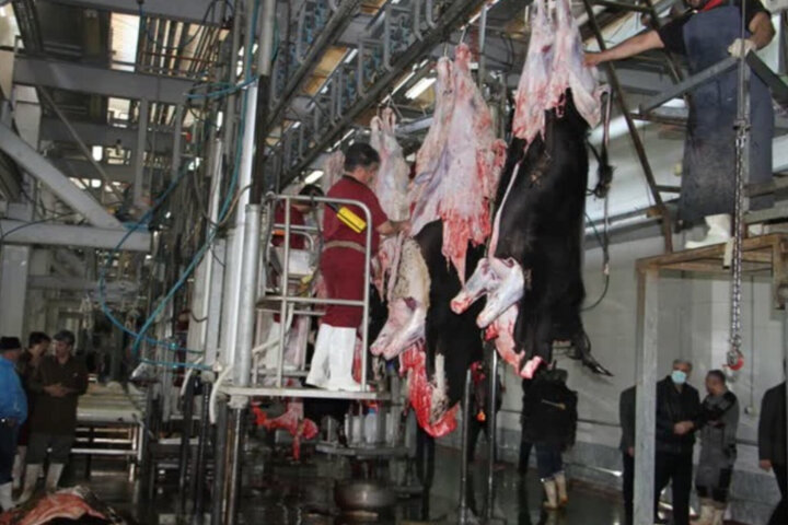 کردستان مازاد بر نیاز تولید گوشت قرمز گوسفندی دارد