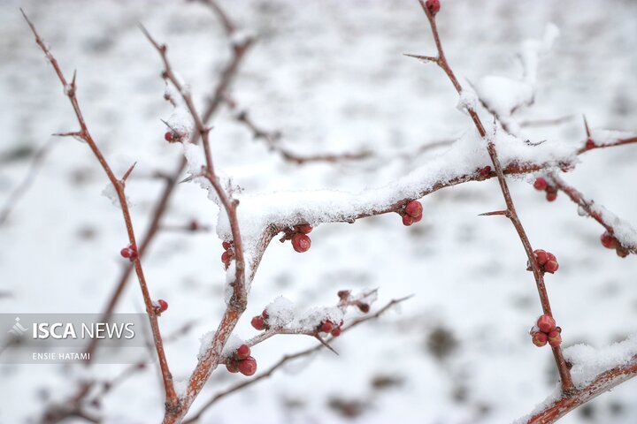 بارش برف در بجنورد