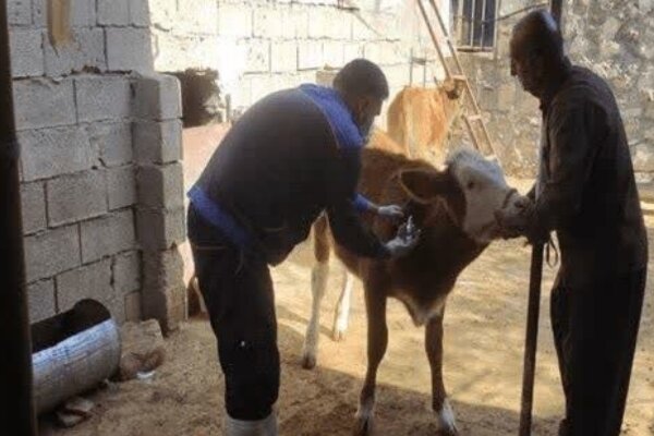 کهگیلویه و بویراحمد، فاز دوم واکسیناسیون تب برفکی را کلید زد