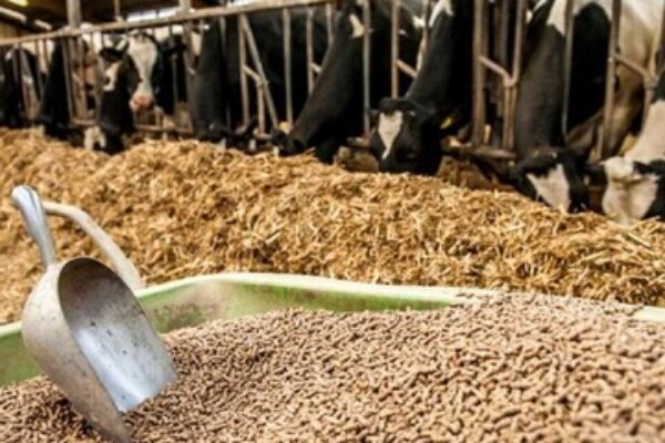 قرارداد اولیه ۲ هزار تنی خوراک دام عشایر اردبیل منعقد شد