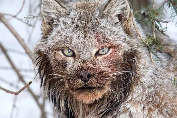 چهره ترسناک سیاه‌گوش بزرگ + تصاویر