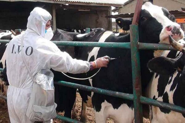 دامداران با گروه‌های دامپزشکی همکاری کنند