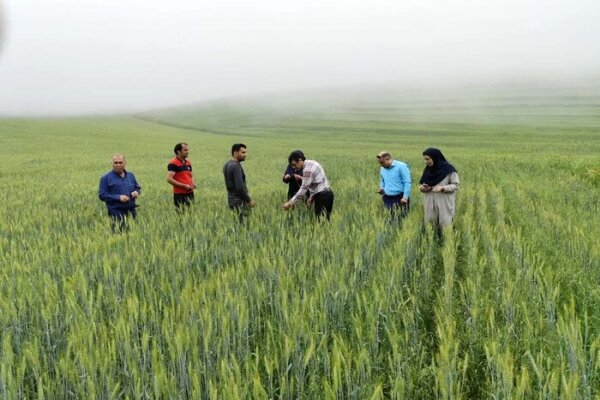 بیش از هفت هزار فرصت شغلی در بخش کشاورزی اردبیل ایجاد می‌شود