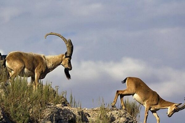 آغاز فاز نخست علوفه‌ رسانی به حیوانات وحشی در دنا