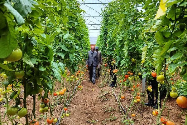توسعه کشت‌های گلخانه‌ای برای کشاورزی استان ضروری است 