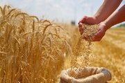 برآورد تولید ۱۵۰ هزار تن گندم در خراسان شمالی