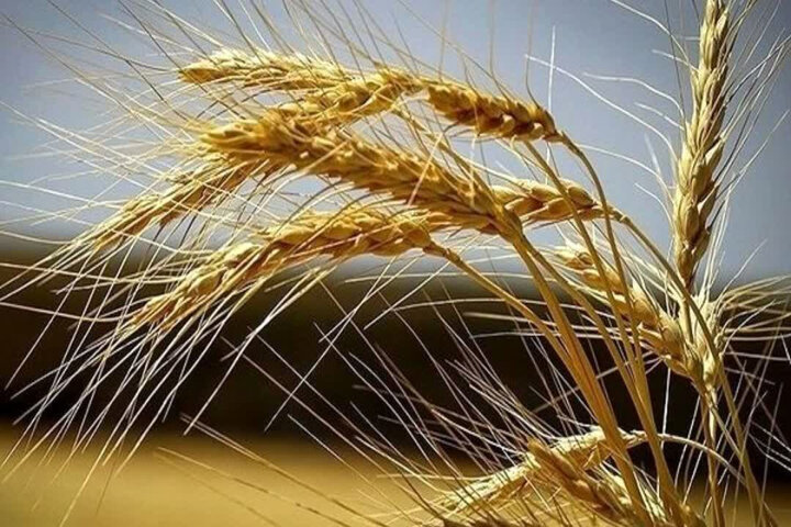 ارز واردات گندم دوباره ۲۸۵۰۰ تومان شد