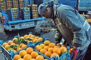 آغاز توزیع میوه نوروزی طرح تنظیم بازار ایام پایانی سال در خراسان شمالی