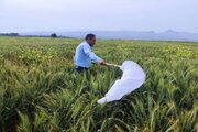 مبارزه با آفت «سن گندم» در بیش از ۷ هزار هکتار از مزارع هرمزگان
