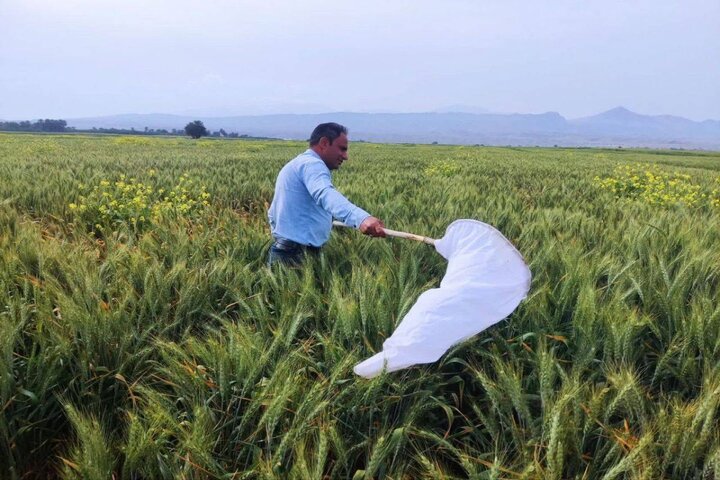 مبارزه با آفت «سن گندم» در بیش از ۷ هزار هکتار از مزارع هرمزگان