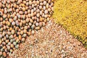 توزیع ۷۴ هزار تن نهاده دامی در خراسان شمالی