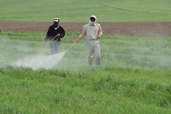 مبارزه با علف‌های هرز در بیش از ۱۴ هزار هکتار از مزارع گندم و جو خراسان شمالی