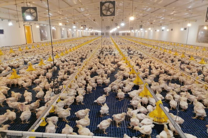 نقش راهبردی شهرستان بستک در تأمین گوشت مرغ هرمزگان