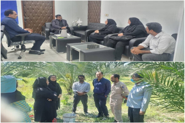 بسیج دستگاه‌ها برای مقابله با آفت سرخرطومی حنایی خرما در رودان