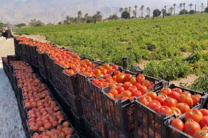 تولید ۷۵۰ هزار تن محصول گوجه‌فرنگی در هرمزگان