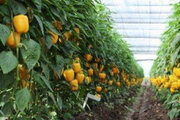 برداشت ۱۰ هزار تن محصولات گلخانه‌ای در میناب