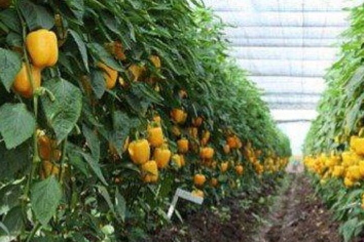 برداشت ۱۰ هزار تن محصولات گلخانه‌ای در میناب