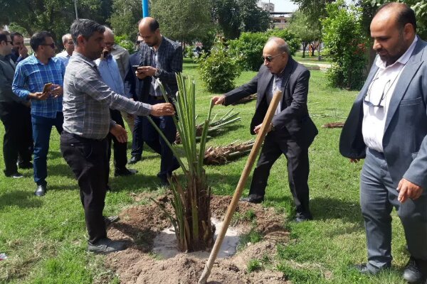 اهدا و کاشت ۴۰ نخل مثمر توسط خیرین فضای سبز دزفول