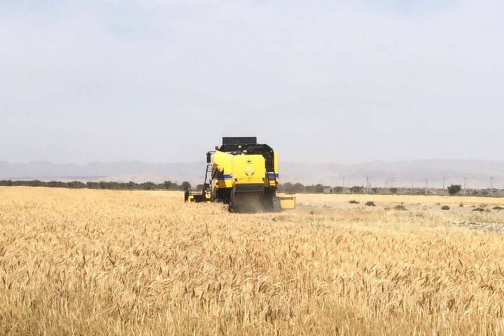 آغاز برداشت محصول گندم از مزارع شهرستان رودان