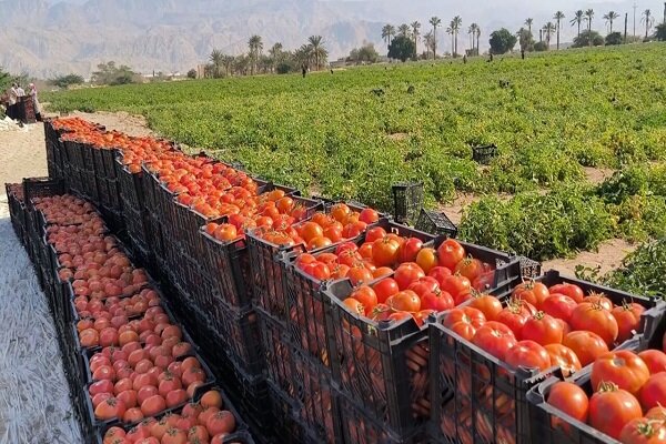 برداشت ۵۸۵ هزارتن گوجه از مزارع استان بوشهر