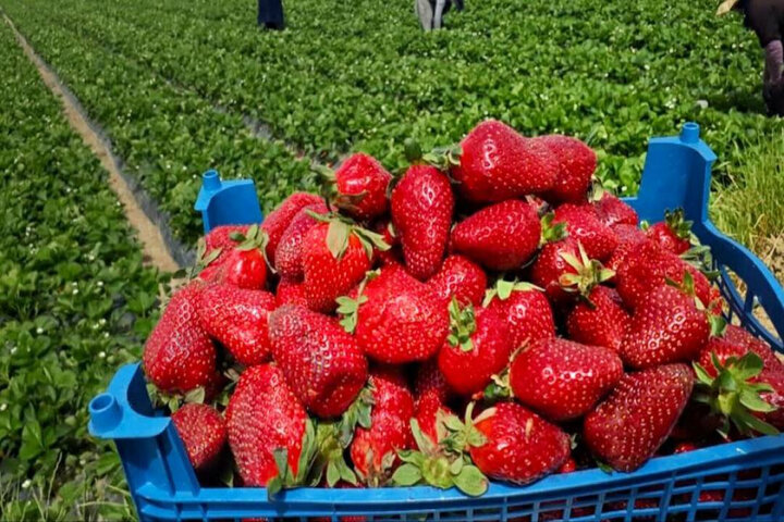 طعم شیرین نوبرانه‌های هیدروپونیک در دل خلیج‌فارس/ ۱۱ تُن توت‌فرنگی در قشم برداشت شد