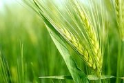 پیشتازی خراسان شمالی در کشت گندم و جو و برنامه‌ریزی برای کشت بهاره 