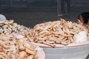 خوزستان پنجمین تولیدکننده میگو در کشور است