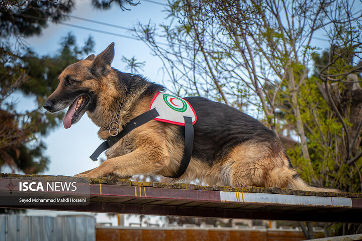 سگ های جستجو و نجات