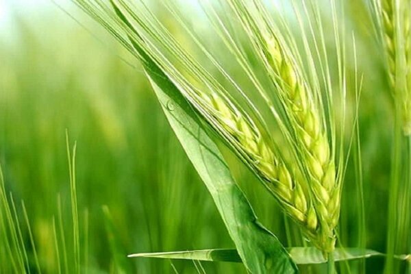 پیشتازی خراسان شمالی در کشت گندم و جو و برنامه‌ریزی برای کشت بهاره 