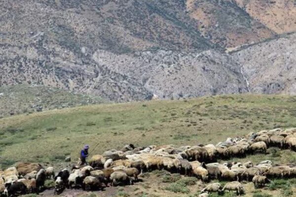 پرداخت ۷۹ میلیارد تومان تسهیلات به دامداری‌های کوچک و خرد روستایی و عشایری خراسان شمالی 