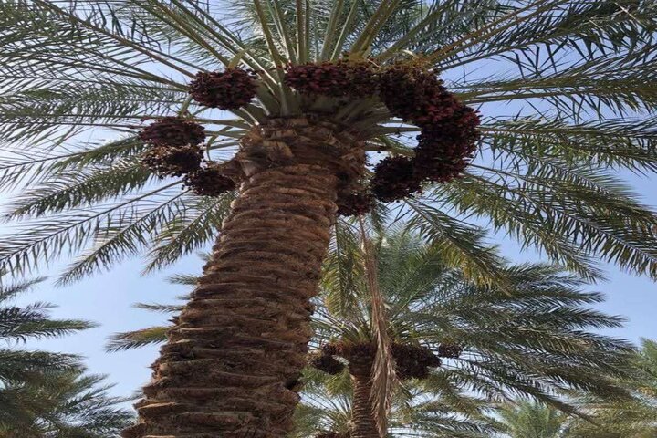 پیش‌بینی برداشت ۳۴ هزار تن خرما در رودان