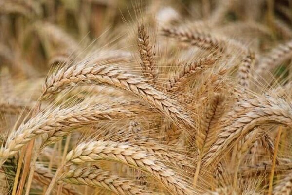 آغاز خرید تضمینی گندم کشاورزان استان بوشهر