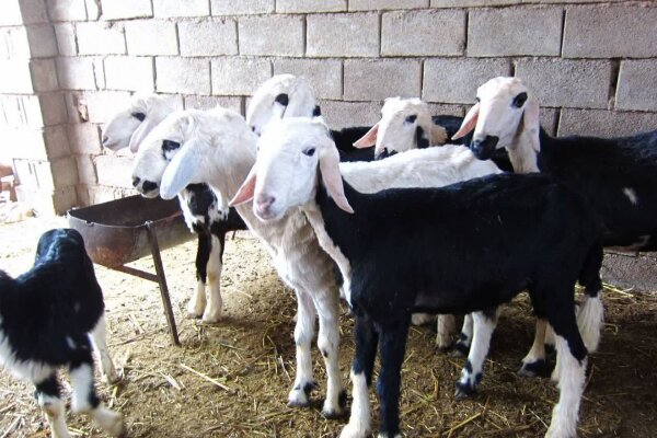 فروش دام‌های مولد، تهدیدی برای نژاد نجدی خوزستان